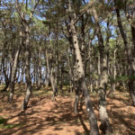 歩くことでととのえる