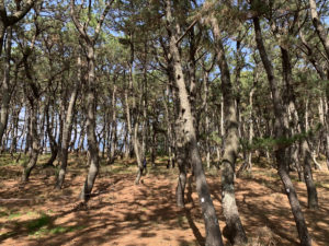 歩くことでととのえる