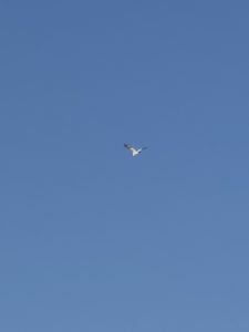 オンラインのコーチング